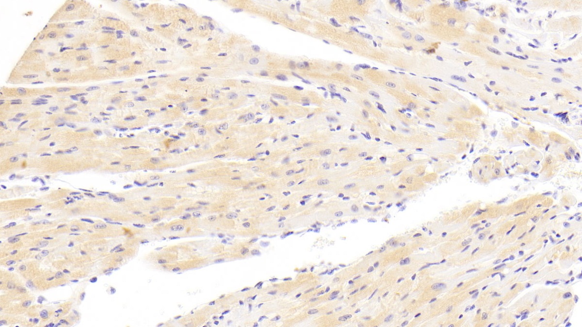 Polyclonal Antibody to WNT1 Inducible Signaling Pathway Protein 1 (WISP1)