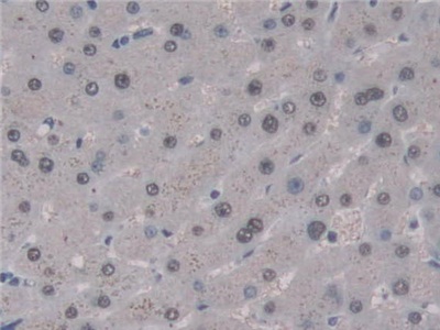 Polyclonal Antibody to Uracil DNA Glycosylase (UNG)