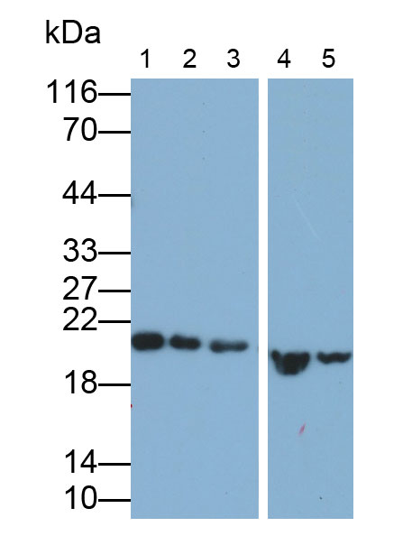 Polyclonal Antibody to Tumor Protein, Translationally Controlled 1 (TPT1)