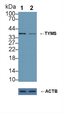 Polyclonal Antibody to Thymidylate Synthetase (TYMS)