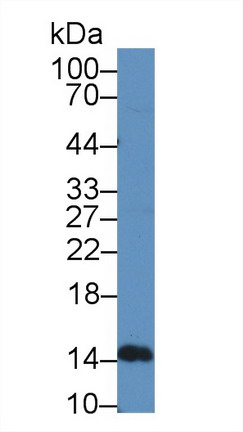 Polyclonal Antibody to Interferon Alpha 5 (IFNa5)