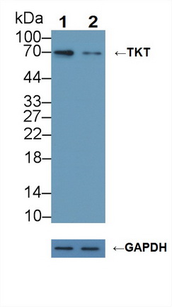 Polyclonal Antibody to Transketolase (TKT)