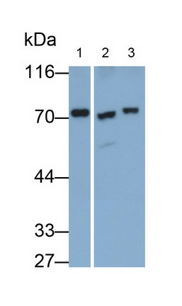 Polyclonal Antibody to Transketolase (TKT)