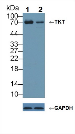 Polyclonal Antibody to Transketolase (TKT)