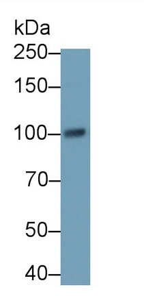 Polyclonal Antibody to TANK Binding Kinase 1 (TBK1)