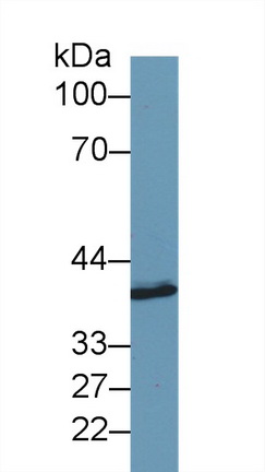 Polyclonal Antibody to Synaptotagmin Like Protein 2 (SYTL2)