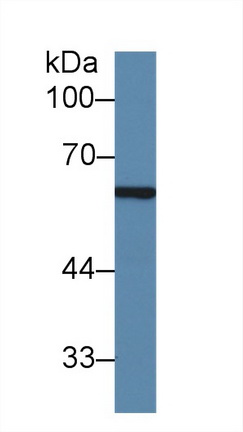 Polyclonal Antibody to Sulfite Oxidase (SUOX)