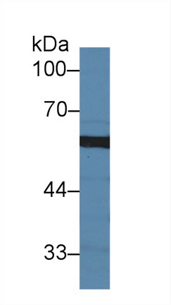 Polyclonal Antibody to Sulfite Oxidase (SUOX)