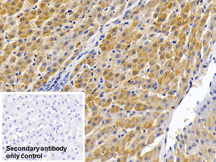 Polyclonal Antibody to Sulfite Oxidase (SUOX)