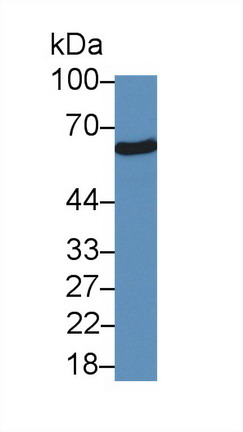 Polyclonal Antibody to Sulfite Oxidase (SUOX)