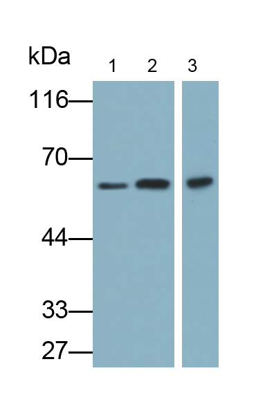 Polyclonal Antibody to Sulfite Oxidase (SUOX)