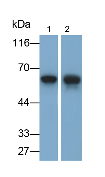 Polyclonal Antibody to Sulfite Oxidase (SUOX)