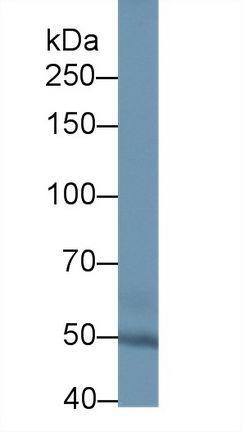 Polyclonal Antibody to Sulfatase 2 (SULF2)