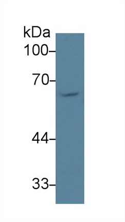 Polyclonal Antibody to Scavenger Receptor Class B Member 1 (SCARB1)