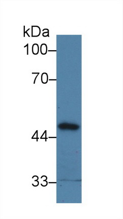 Polyclonal Antibody to Protein Phosphatase, Mg2+/Mn2+ Dependent 1A (PPM1A)