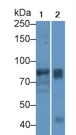 Polyclonal Antibody to Periostin (POSTN)