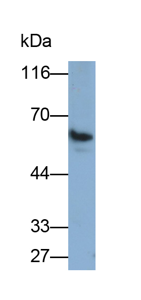 Polyclonal Antibody to Prenylcysteine Oxidase 1 (PCYOX1)