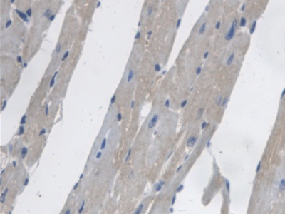 Polyclonal Antibody to Prenylcysteine Oxidase 1 (PCYOX1)