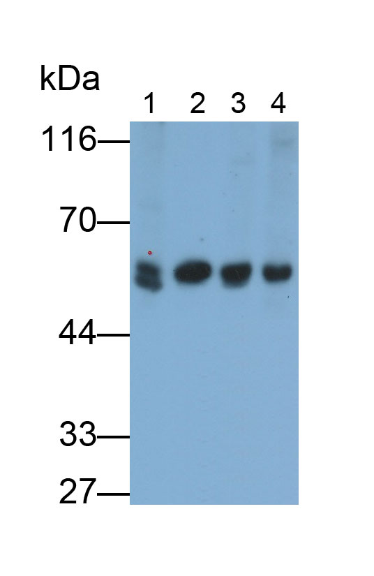 Polyclonal Antibody to Prenylcysteine Oxidase 1 (PCYOX1)