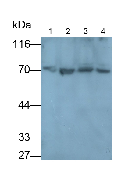 Polyclonal Antibody to p21 Protein Activated Kinase 4 (PAK4)
