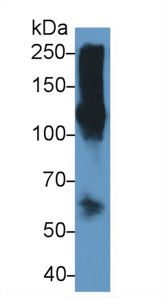 Polyclonal Antibody to Malate Dehydrogenase 2 (MDH2)