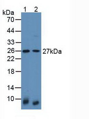 Polyclonal Antibody to Latexin (LXN)