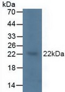 Polyclonal Antibody to V-Ki-Ras2 Kirsten Rat Sarcoma Viral Oncogene Homolog (KRAS)