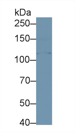 Polyclonal Antibody to Klotho Beta (KLb)