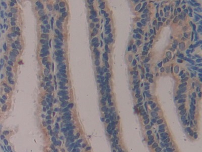 Polyclonal Antibody to Klotho (KL)