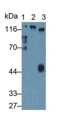 Polyclonal Antibody to Inter Alpha-Globulin Inhibitor H4 (ITIH4)