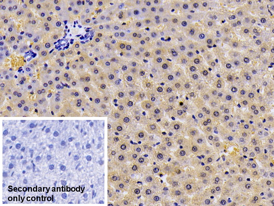 Polyclonal Antibody to Iron Responsive Element Binding Protein 2 (IREB2)