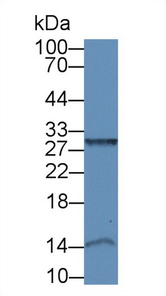 Polyclonal Antibody to Insulin Promoter Factor 1 (IPF)