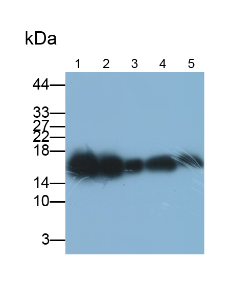 Polyclonal Antibody to Interferon Induced Transmembrane Protein 3 (IFITM3)