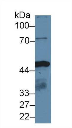 Polyclonal Antibody to Isocitrate Dehydrogenase 1, Soluble (IDH1)