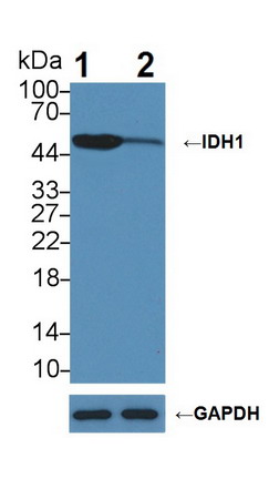 Polyclonal Antibody to Isocitrate Dehydrogenase 1, Soluble (IDH1)