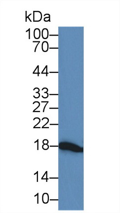 Polyclonal Antibody to Gastrokine 2 (GKN2)