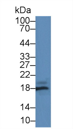 Polyclonal Antibody to Gastrokine 2 (GKN2)