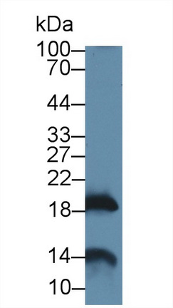 Polyclonal Antibody to Gastrokine 2 (GKN2)