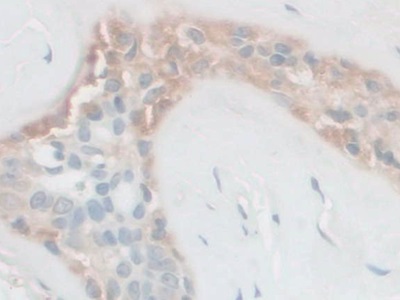 Polyclonal Antibody to Follistatin Like Protein 1 (FSTL1)