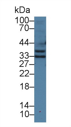 Polyclonal Antibody to Follistatin Like Protein 1 (FSTL1)