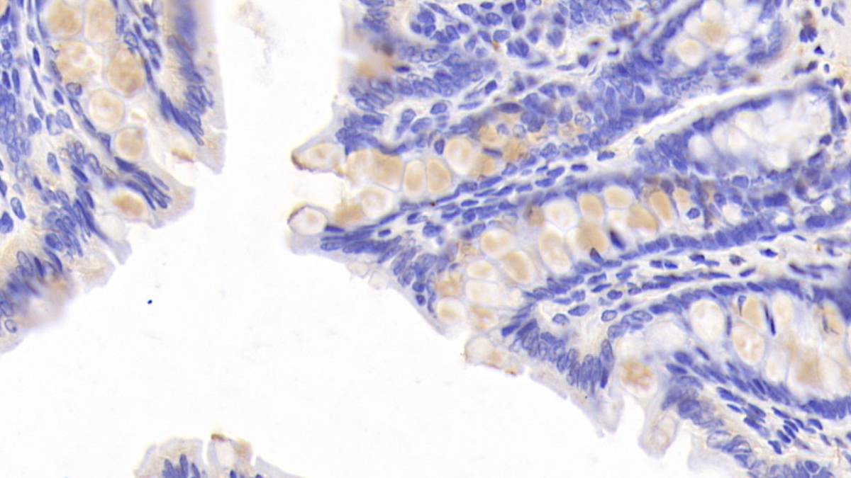 Polyclonal Antibody to Follistatin Like Protein 1 (FSTL1)