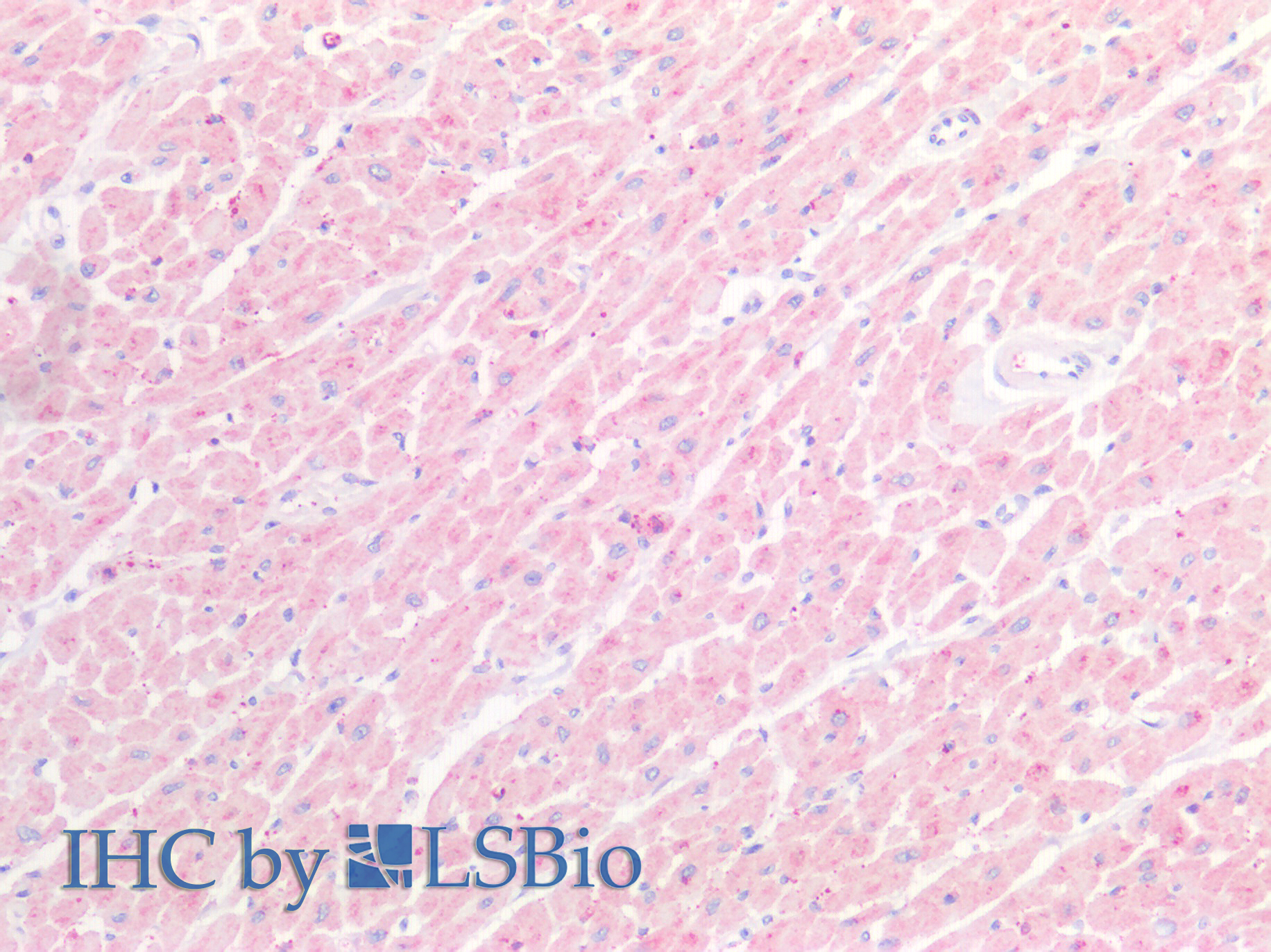 Polyclonal Antibody to Follistatin Like Protein 1 (FSTL1)