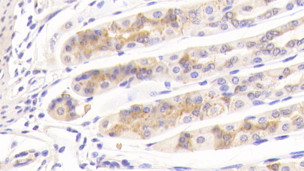 Polyclonal Antibody to Biglycan (BGN)