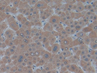 Polyclonal Antibody to Biglycan (BGN)