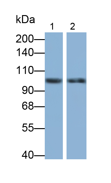 Polyclonal Antibody to DNA Methyltransferase 1 (DNMT1)