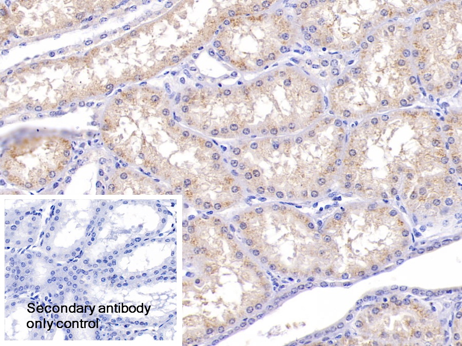 Polyclonal Antibody to D-Amino Acid Oxidase (DAO)
