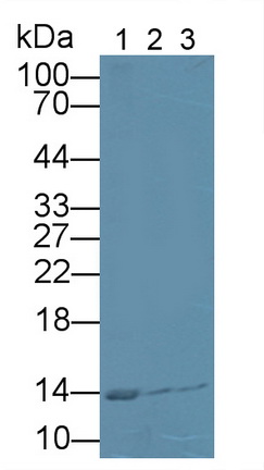 Polyclonal Antibody to Cystatin B (CSTB)