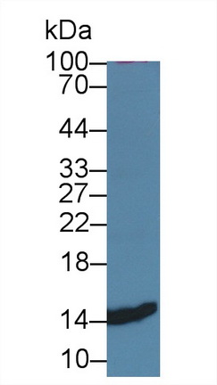 Polyclonal Antibody to Cystatin B (CSTB)