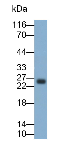 Polyclonal Antibody to Casein Kappa (CSN3)