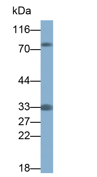 Polyclonal Antibody to Casein Beta (CSN2)